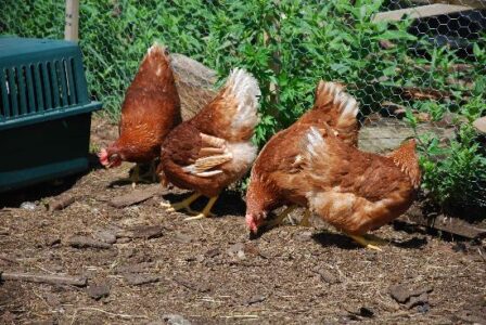 Four New Ladies Join Our Flock Image